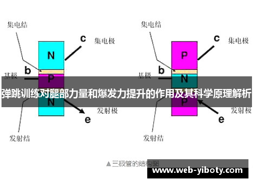 弹跳训练对腿部力量和爆发力提升的作用及其科学原理解析